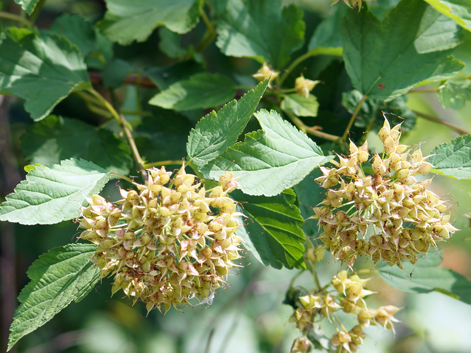 Image of Physocarpus opulifolius specimen.