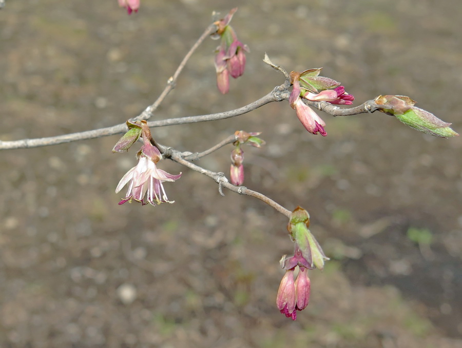 Image of Lonicera praeflorens specimen.