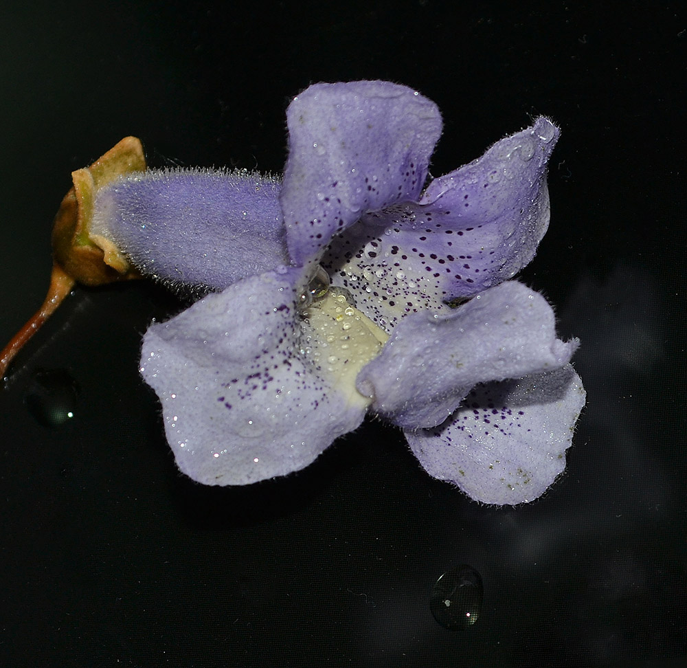Image of Paulownia tomentosa specimen.