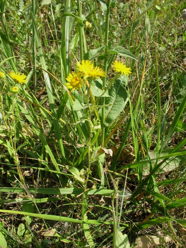 Image of Inula britannica specimen.