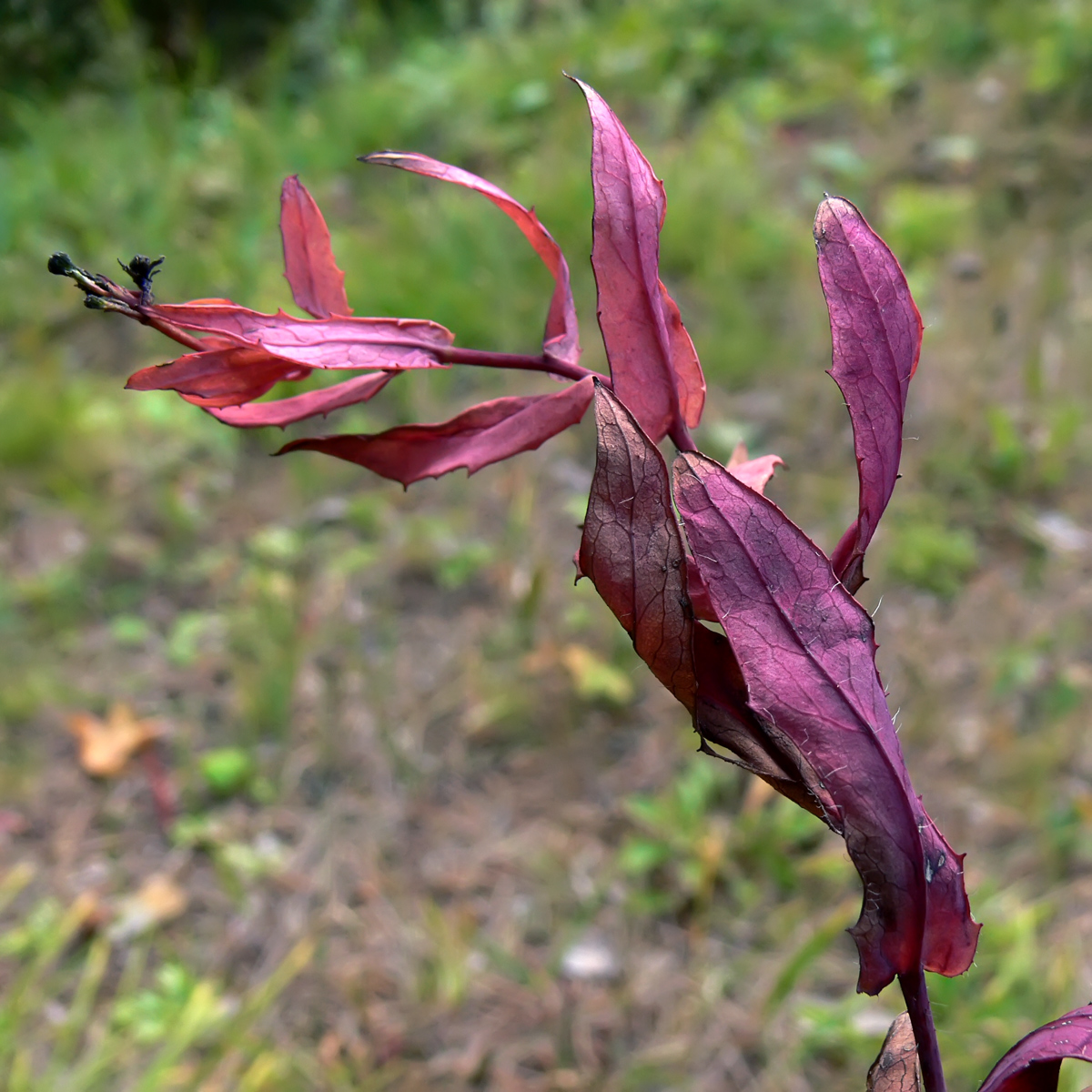 Image of Hieracium umbellatum specimen.