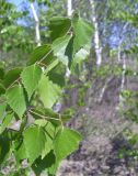Betula pendula. Листья. Украина, Житомирская обл. 27.04.2016.