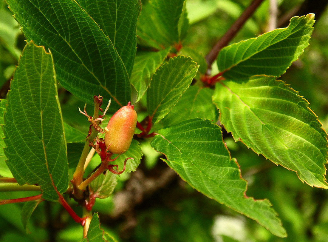 Image of Viburnum farreri specimen.