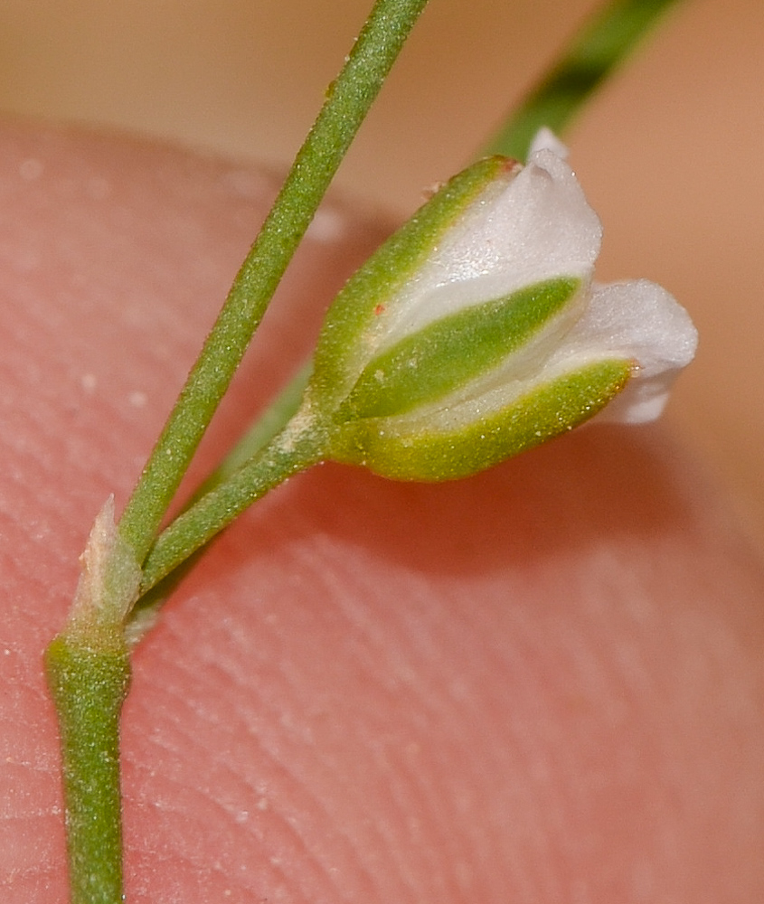 Изображение особи Polycarpaea robbairea.