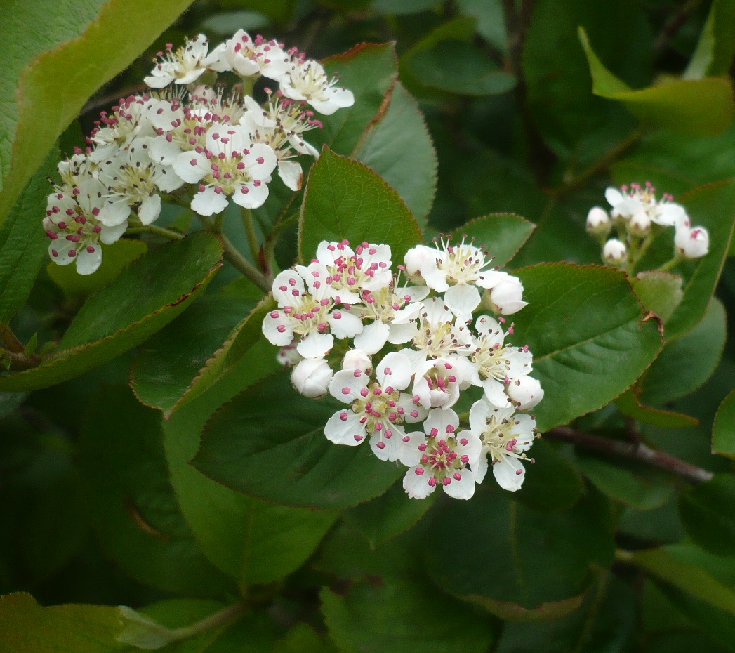 Image of &times; Sorbaronia mitschurinii specimen.