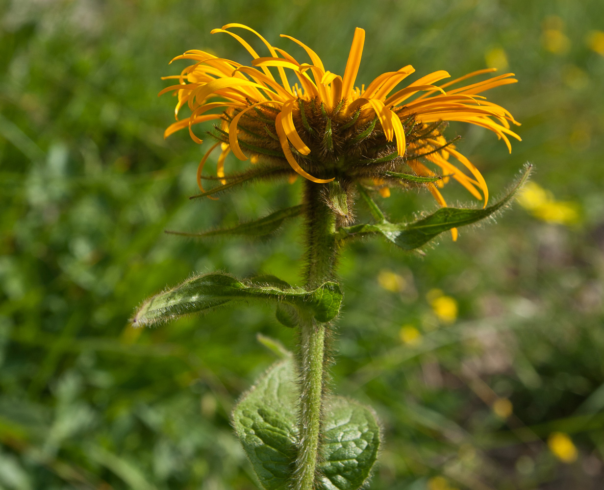 Изображение особи Inula grandiflora.