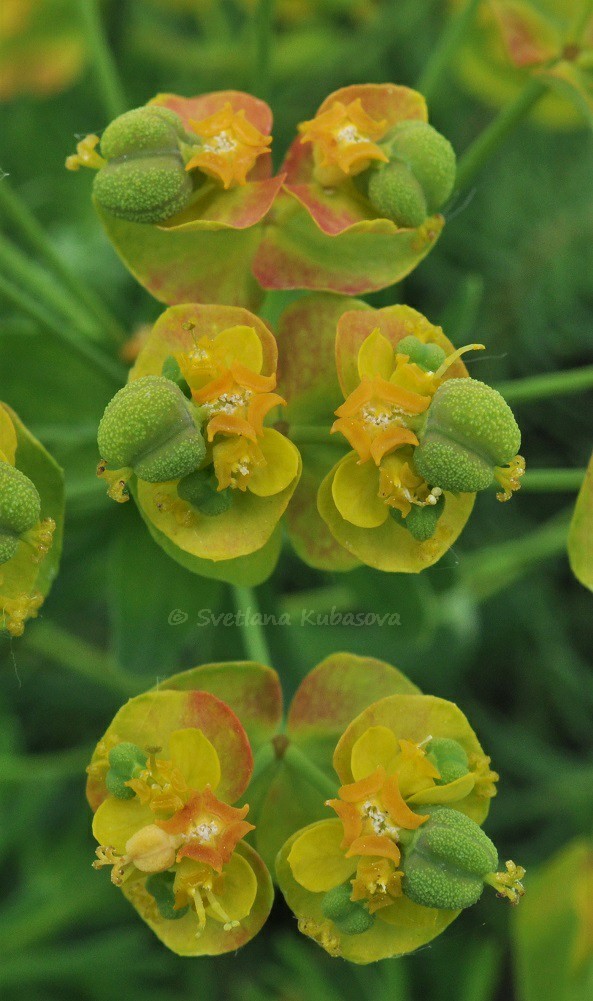 Изображение особи Euphorbia cyparissias.