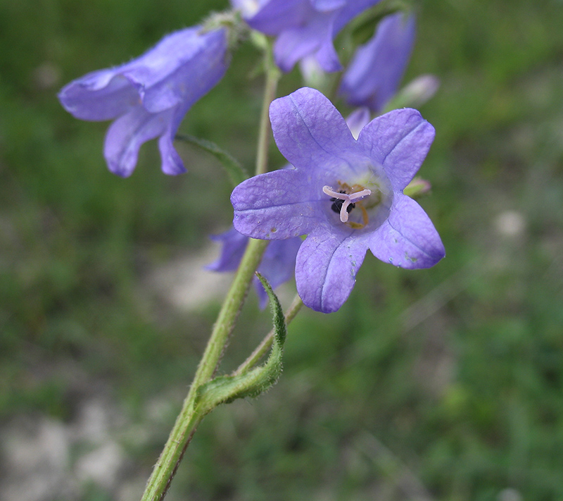 Изображение особи Campanula sibirica.