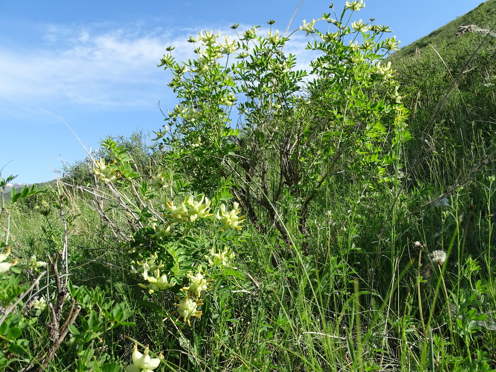 Изображение особи Astragalus veresczaginii.