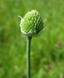 Allium sphaerocephalon. Развивающееся соцветие. Украина, Черкасская обл., Маньковский р-н, с. Буки, Букский каньон, остепнённый луговой склон. 11.06.2016.