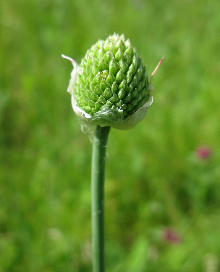 Image of Allium sphaerocephalon specimen.