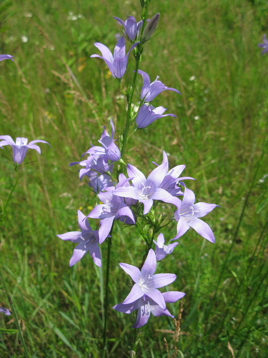 Image of Campanula rapunculus specimen.