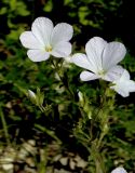 Linum lanuginosum