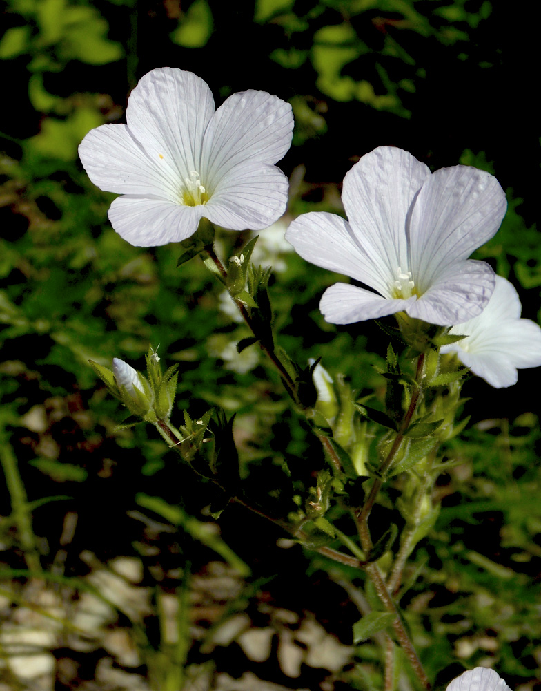 Изображение особи Linum lanuginosum.