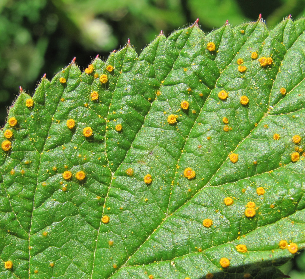 Изображение особи Rubus idaeus.