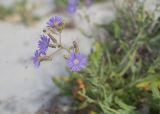 Lactuca tatarica. Общее соцветие. Украина, Херсонская обл., Скадовский р-н, о-в Джарылгач. 27.06.2016.