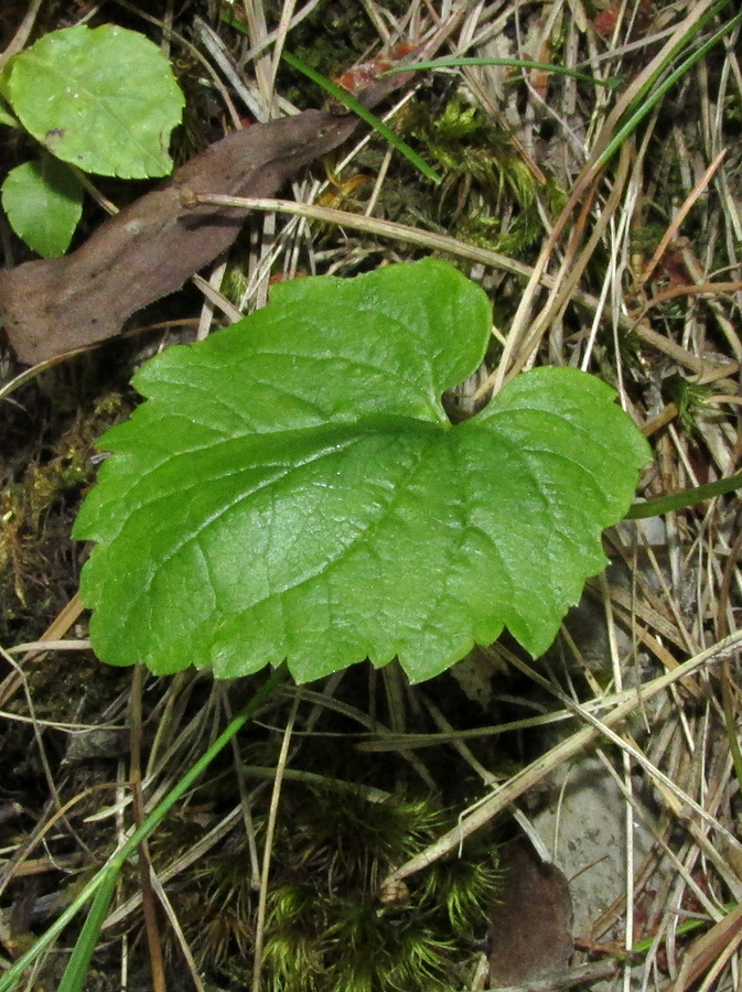 Image of Adenophora taurica specimen.