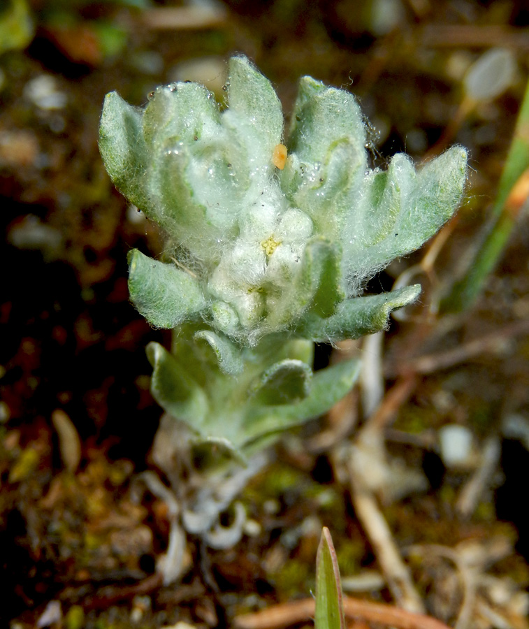 Image of Bombycilaena erecta specimen.