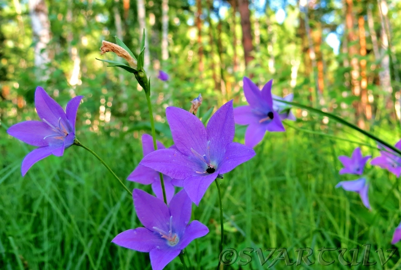 Image of Campanula altaica specimen.