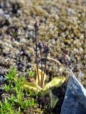 Pinguicula vulgaris. Плодоносящее растение. Исландия, национальный парк Ватнайокюдль (южная часть), окр. ледника Скафтафельсйокюдль, мохово-лишайниковая тундра. 04.08.2016.