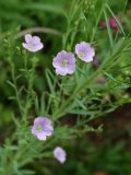 Linum stelleroides. Цветки. Приморье, окр. г. Находка, гора Сестра, на скалистом гребне отрога, у тропы. 28.08.2016.