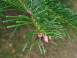 Abies sibirica