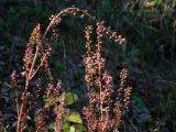 Mosla dianthera
