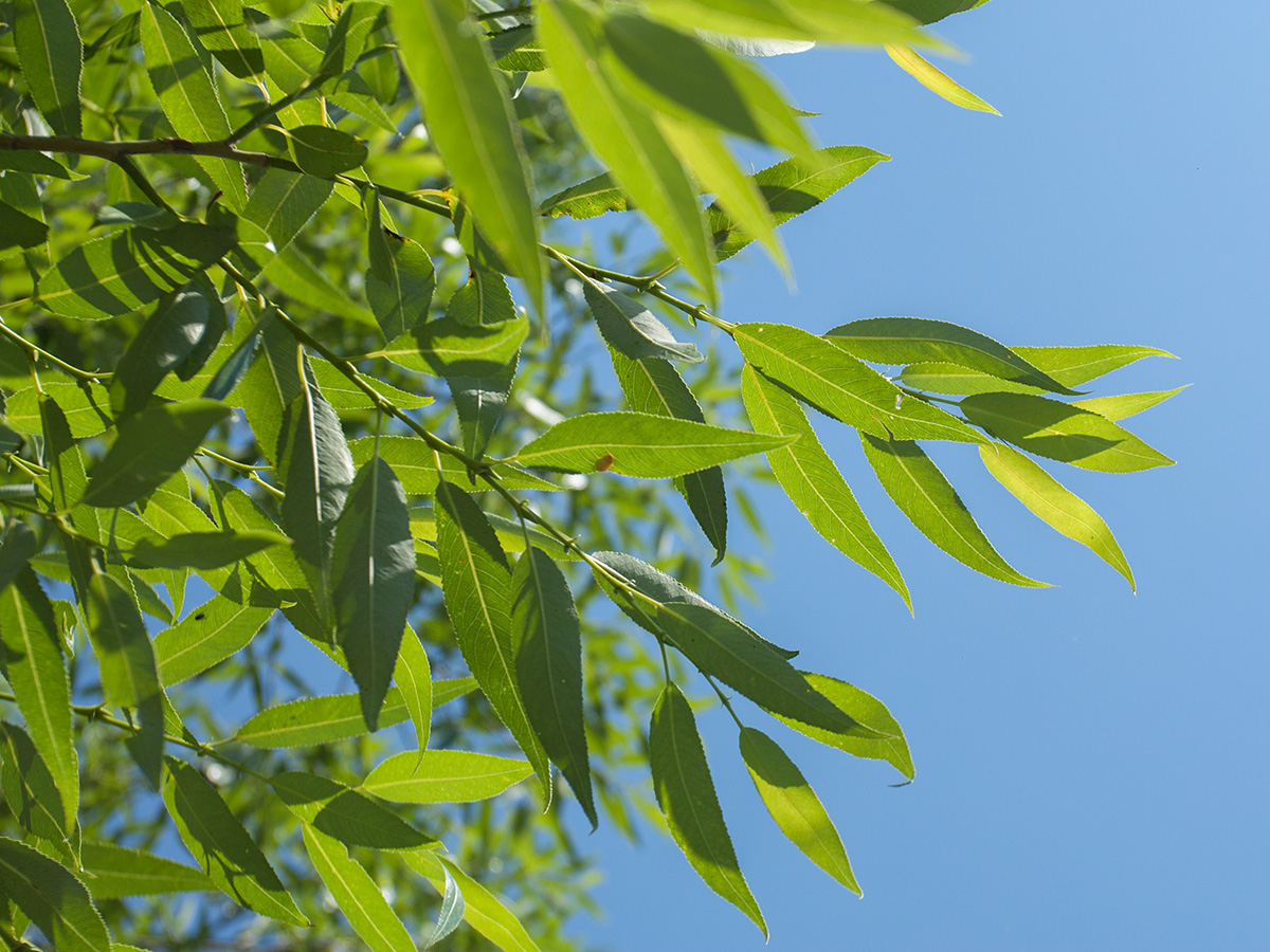 Изображение особи Salix euxina.