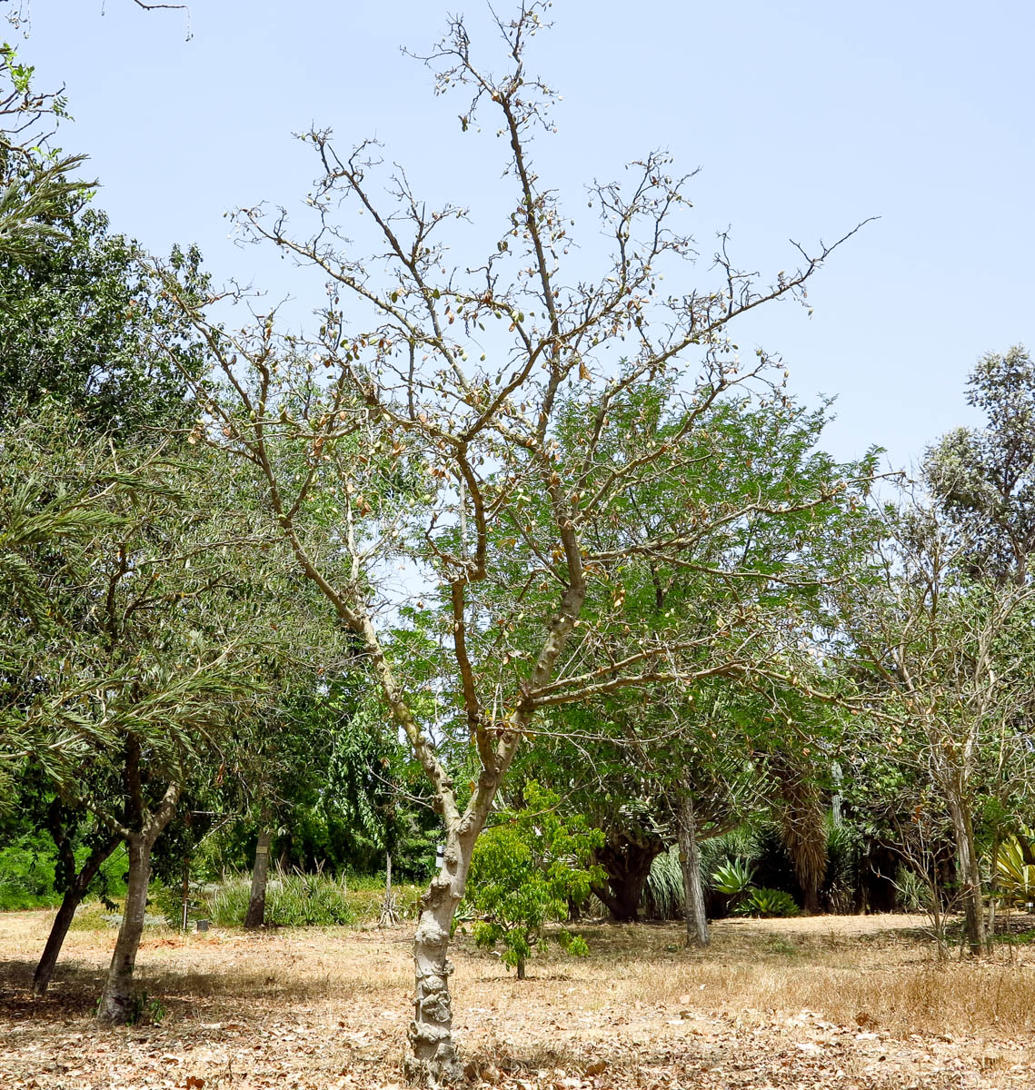 Изображение особи Pongamia pinnata.