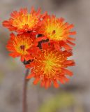 Pilosella aurantiaca