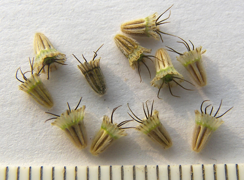 Image of Scabiosa sosnowskyi specimen.