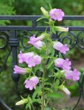 Campanula medium. Верхушка цветущего растения. Республика Татарстан, Зеленодольский р-н, Раифский Богородицкий монастырь, цветник. 19.06.2015.