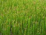 Equisetum fluviatile