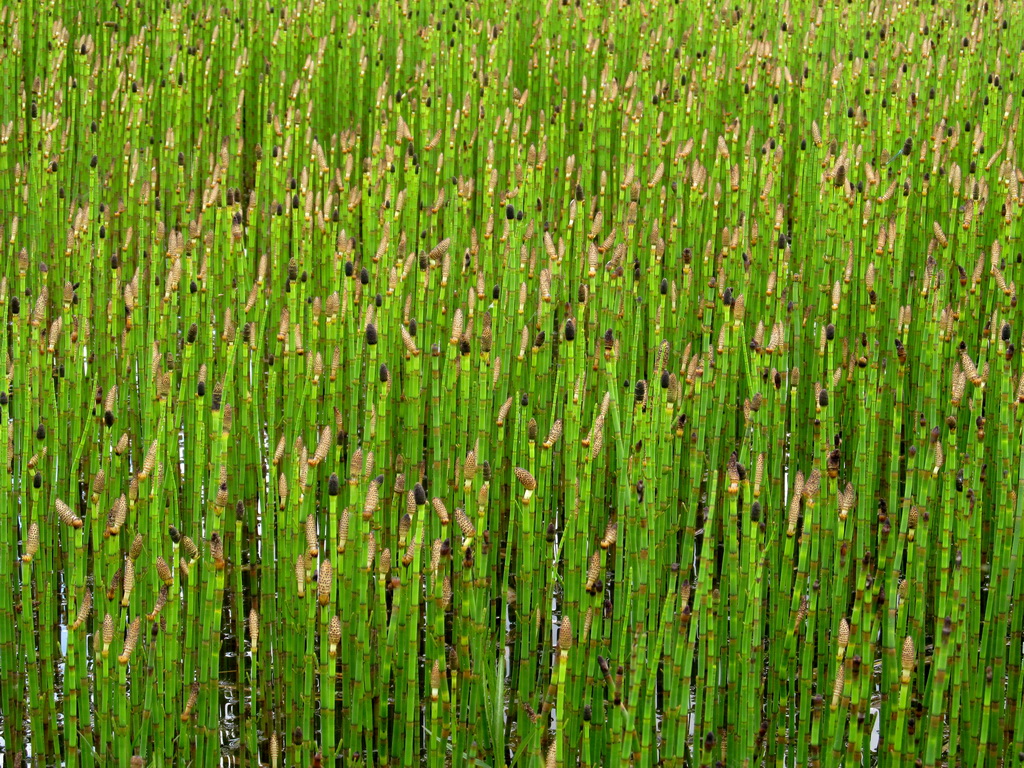 Изображение особи Equisetum fluviatile.