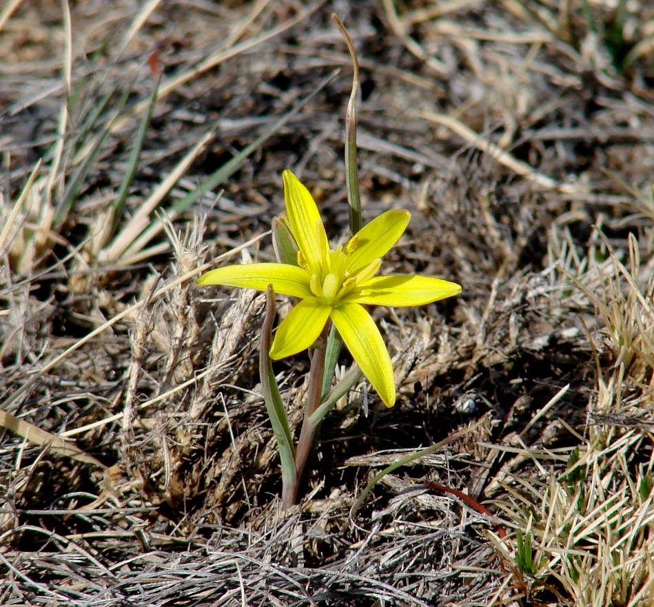 Image of Gagea pauciflora specimen.