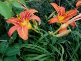 Hemerocallis fulva