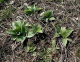 Plantago urvillei