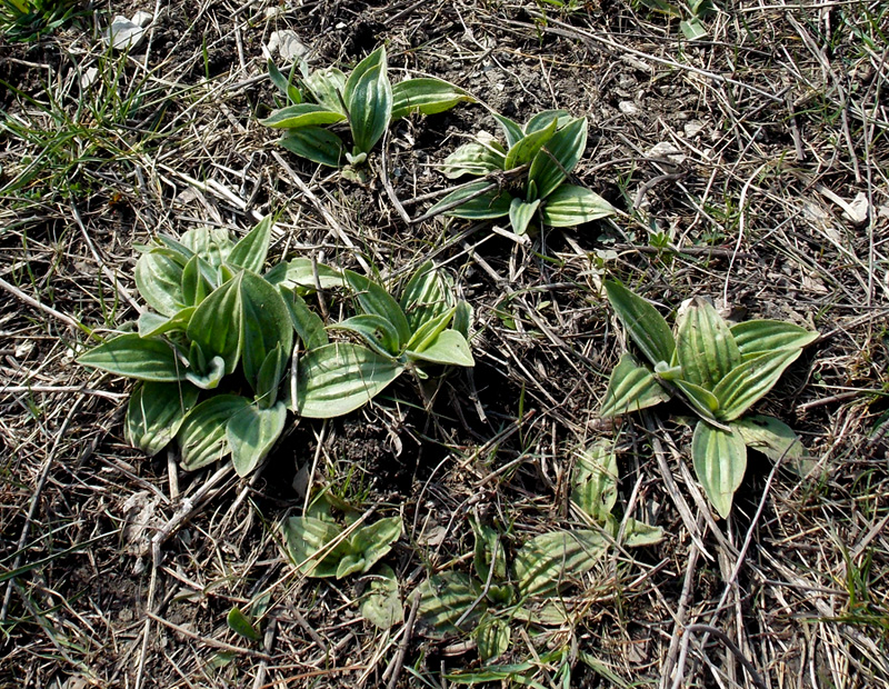 Изображение особи Plantago urvillei.