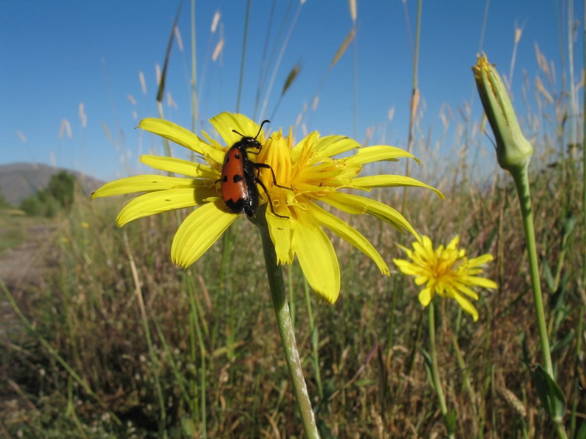 Изображение особи Tragopogon orientalis.