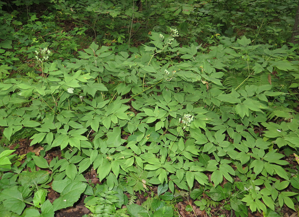 Изображение особи Caulophyllum robustum.