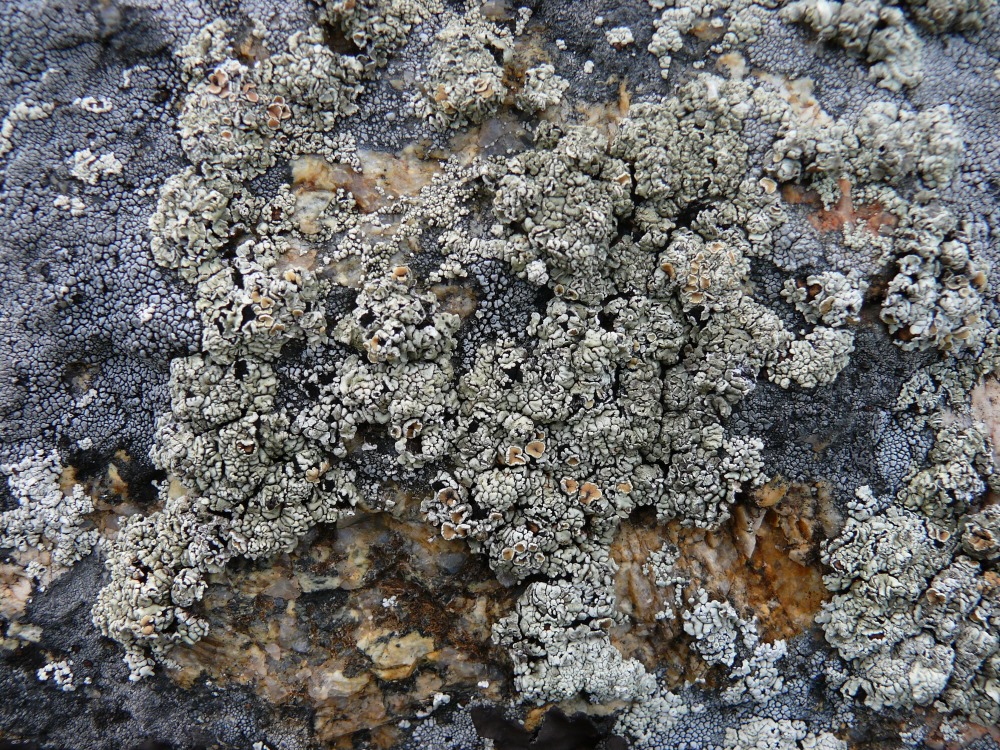 Image of genus Rhizoplaca specimen.