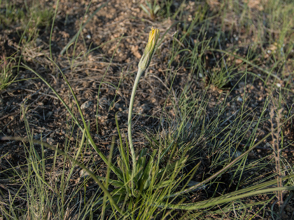 Image of Scorzonera mollis specimen.