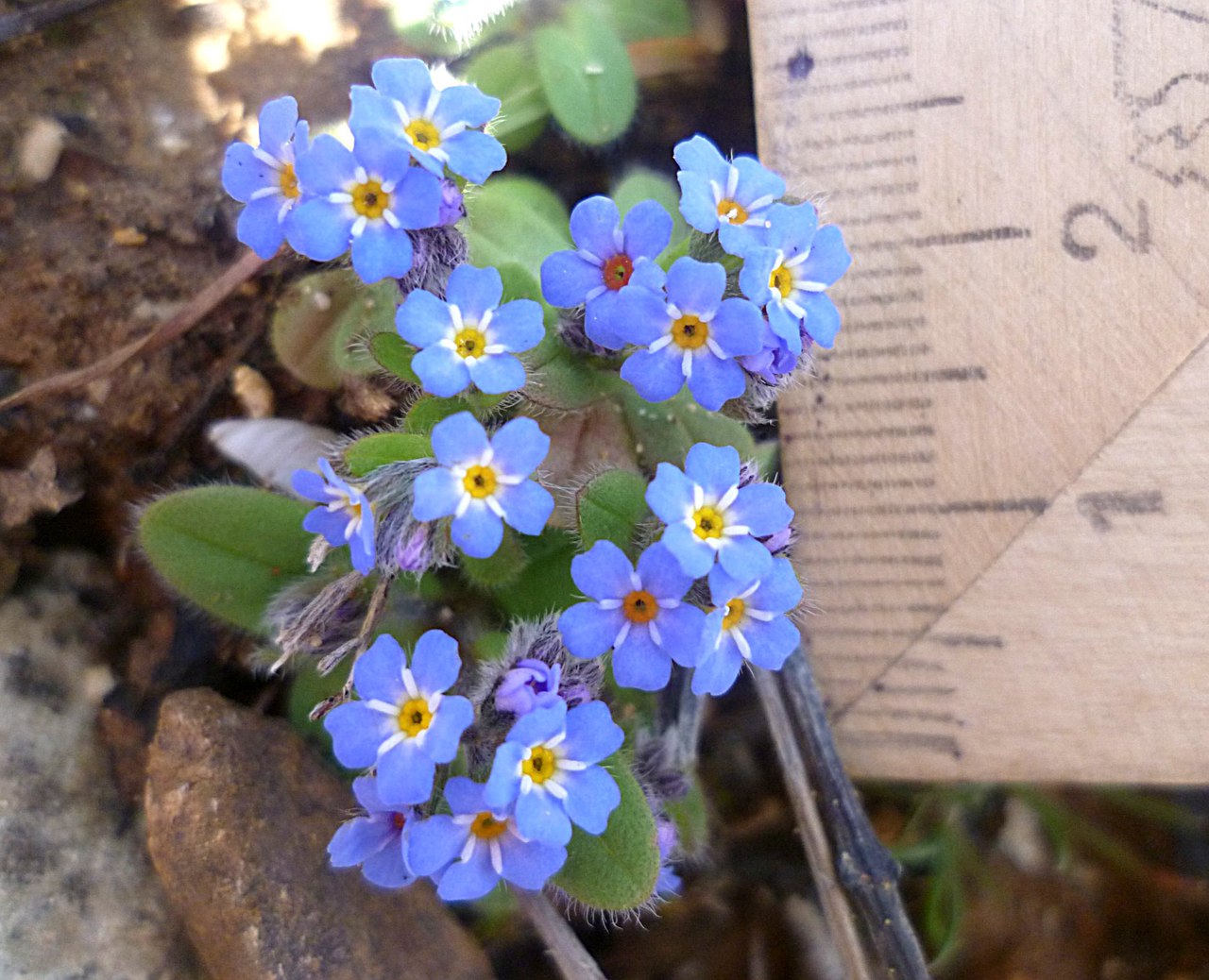 Изображение особи Myosotis incrassata.