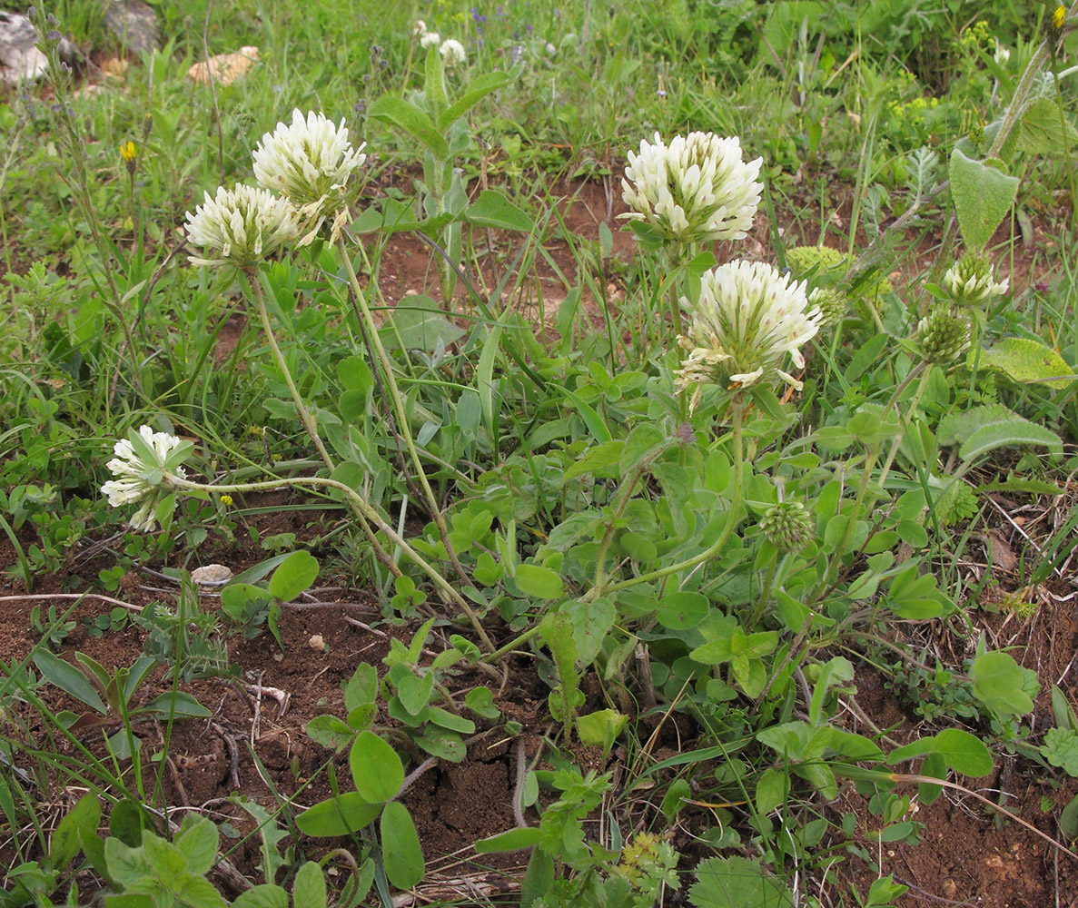 Изображение особи Trifolium canescens.