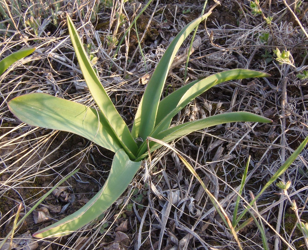 Image of Bellevalia sarmatica specimen.