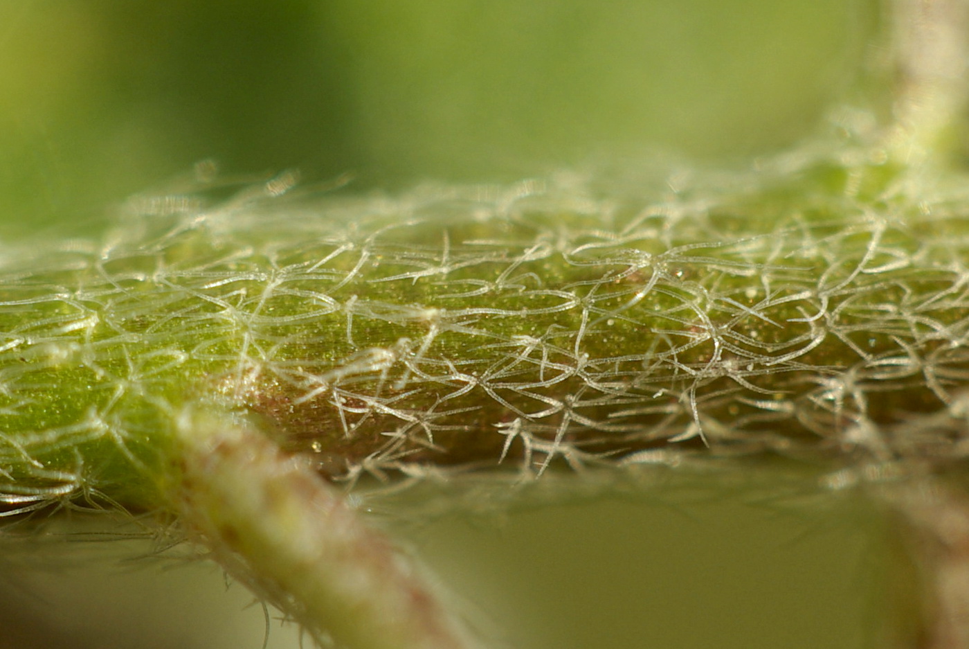 Image of Alyssum simplex specimen.