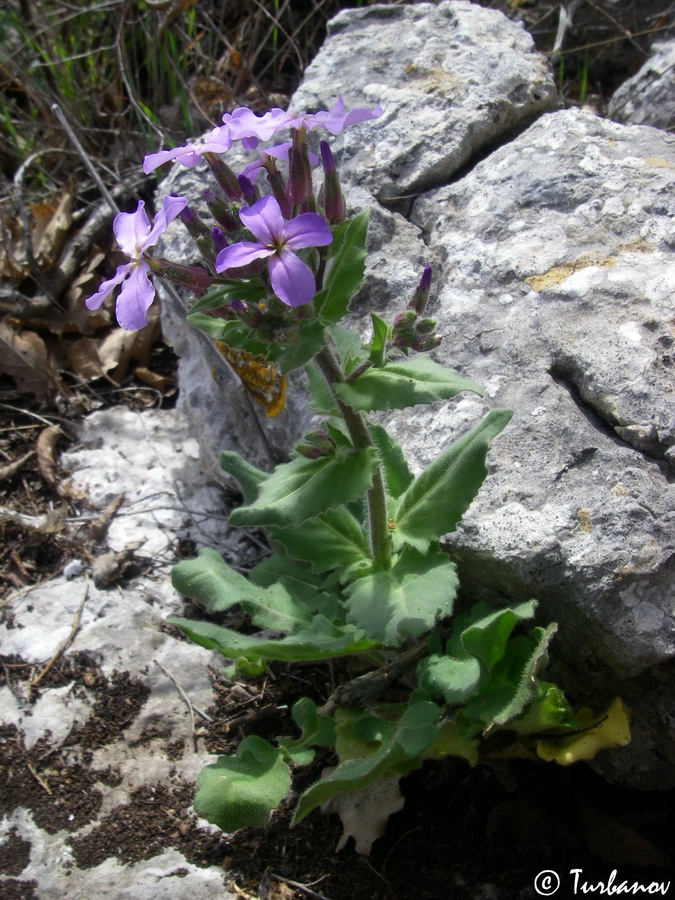 Изображение особи Hesperis steveniana.