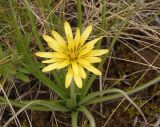 Scorzonera mollis. Соцветие. Украина, Запорожский р-н, Дурная балка, разнотравная степь. 23.04.2017.
