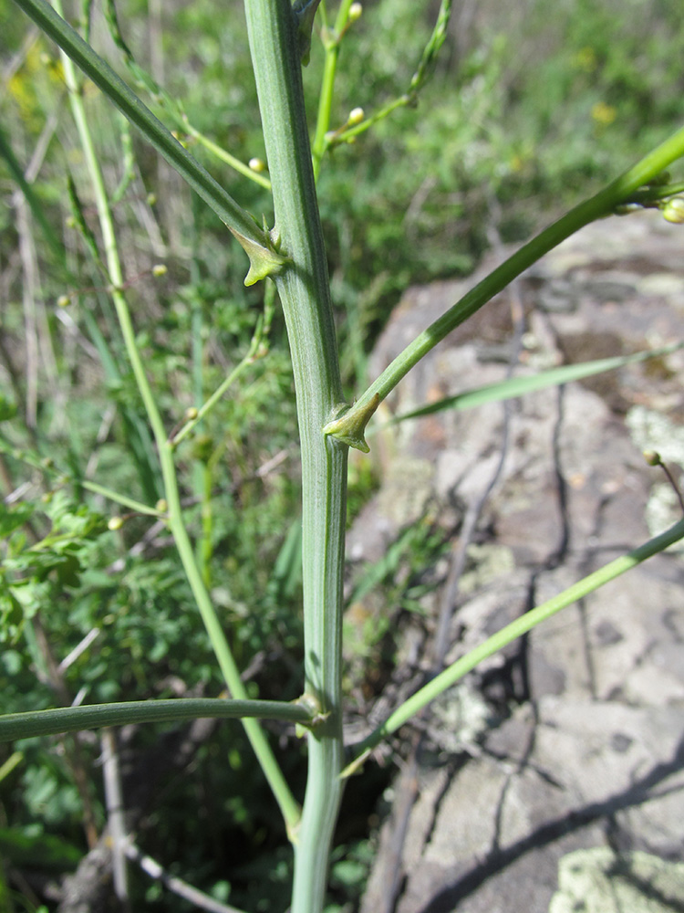 Image of Asparagus officinalis specimen.