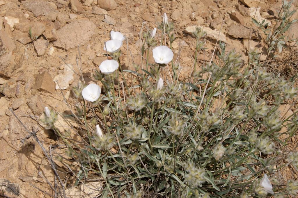 Image of Convolvulus commutatus specimen.